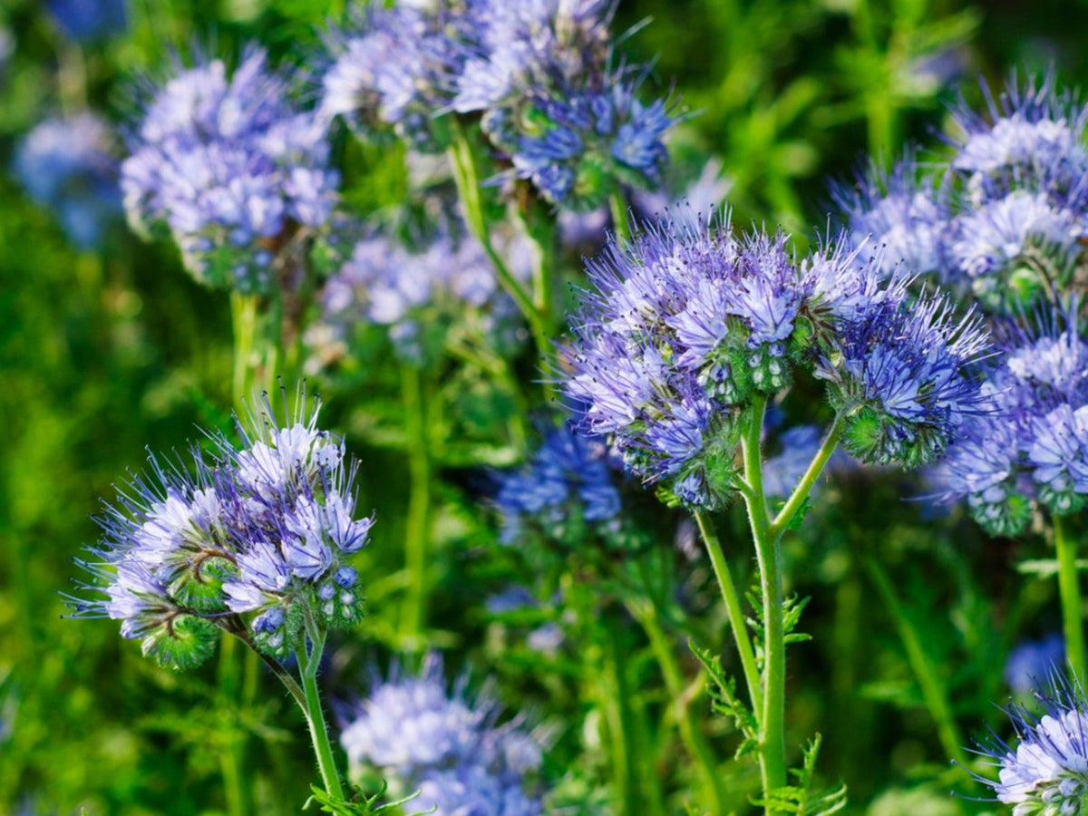 Lacy Phacelia – Wildflower Garden Seeds
