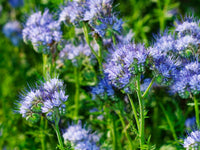 Lacy Phacelia – Wildflower Garden Seeds