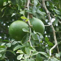 Aegle Marmelos – Indian Bael Fruit Shrub Tree Seeds