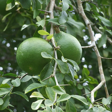 Aegle Marmelos – Indian Bael Fruit Shrub Tree Seeds