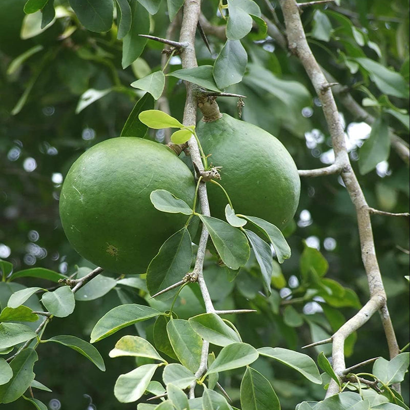 Aegle Marmelos – Indian Bael Fruit Shrub Tree Seeds