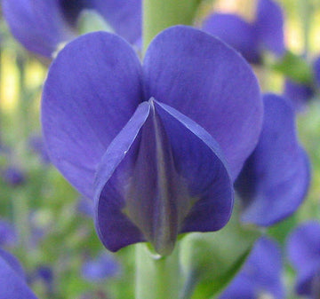 Blue Wild Indigo Baptisia australis flowering perennial with upright blue-violet flower spikes, trifoliate blue-green leaves, and bushy growth habit
