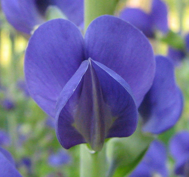 Blue Wild Indigo Baptisia australis flowering perennial with upright blue-violet flower spikes, trifoliate blue-green leaves, and bushy growth habit