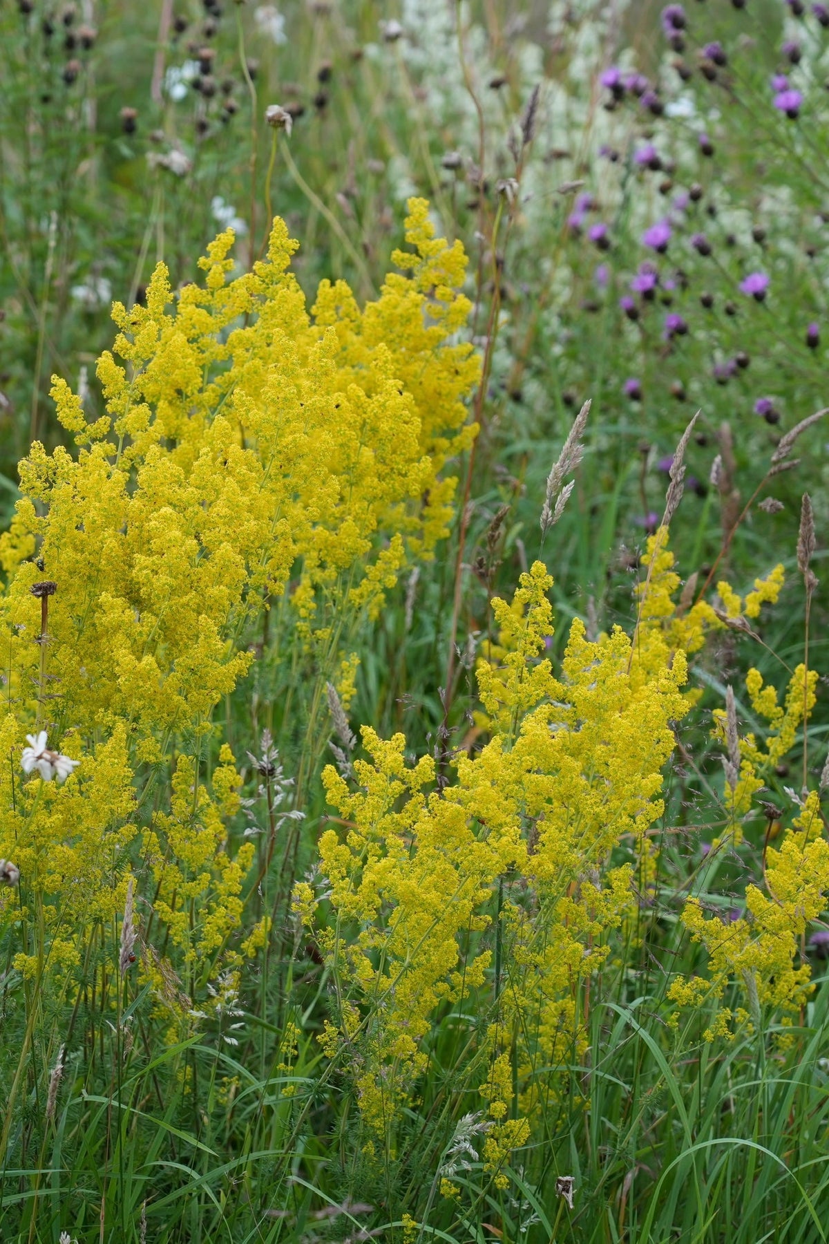 Galium verum Our Lady’s Bedstraw yellow flowers and slender green foliage