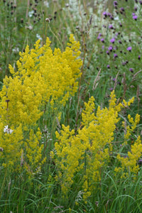 Galium verum Our Lady’s Bedstraw yellow flowers and slender green foliage