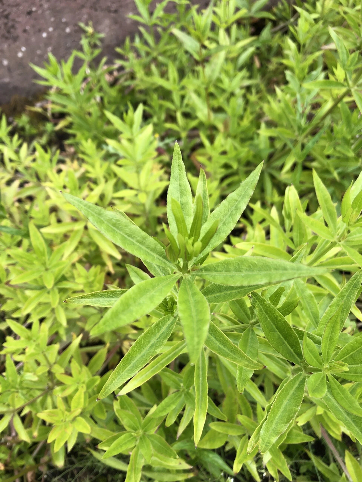 Madder perennial plant seeds for botanical and heritage gardens.