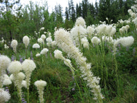 Xerophyllum tenax perennial plant with long, narrow green foliage