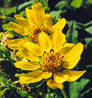 Bearsfoot Polymnia uvedalia seeds for home gardening