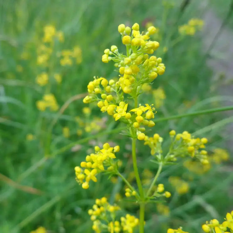 Lady’s Bedstraw Galium verum plant seeds for perennial garden planting