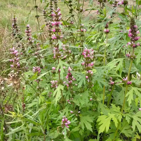 Siberian Motherwort plant seeds for herb gardens and botanical collections