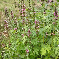 Leonurus sibiricus Siberian Motherwort garden seeds for planting