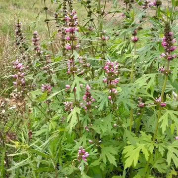 Leonurus sibiricus Siberian Motherwort garden seeds for planting