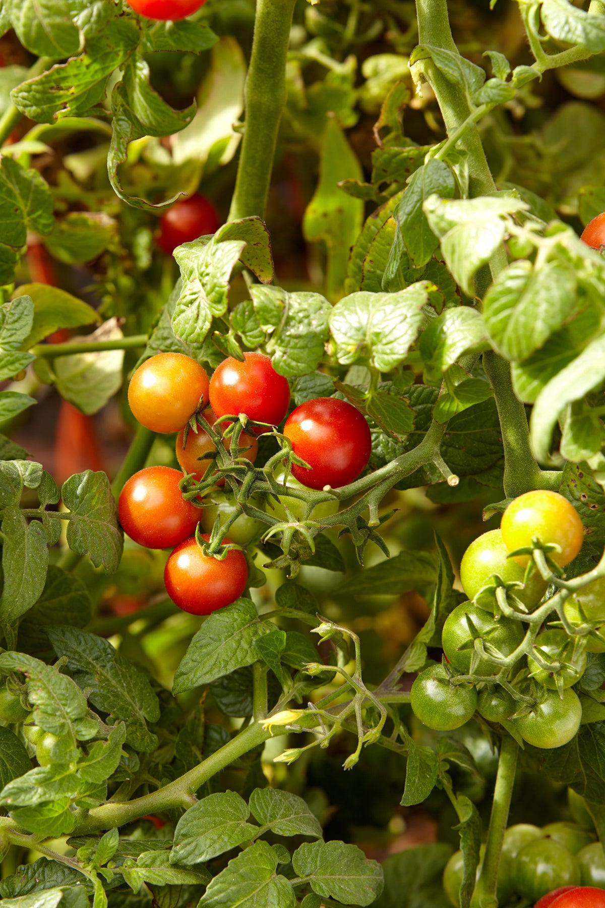 Giant Tree Tomato – Heirloom Vegetable Seeds