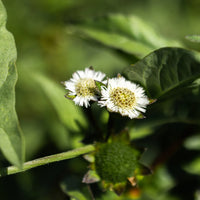 Organic Eclipta Seeds ,Eclipta alba  for Herb Garden Planting