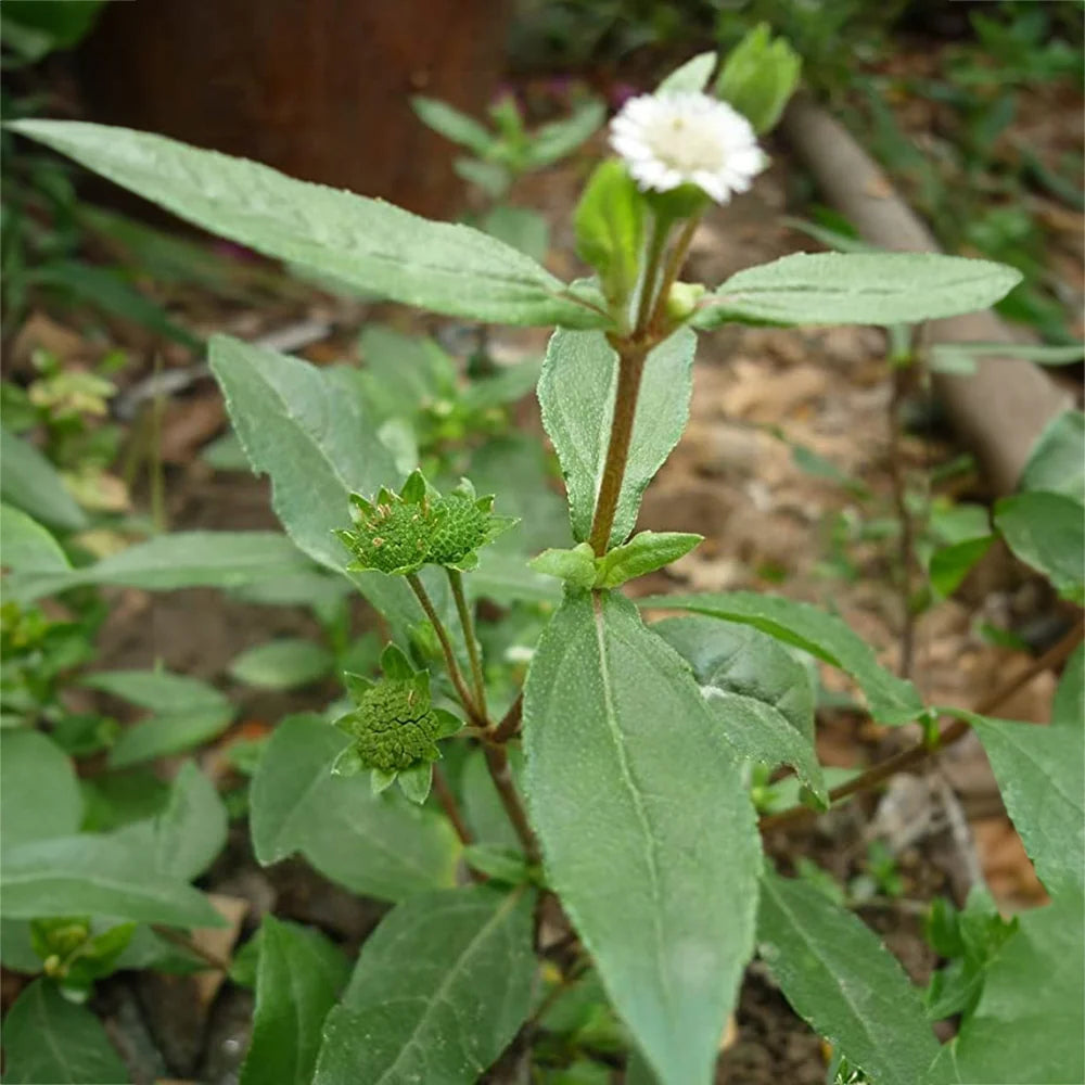 Eclipta Eclipta alba seeds, organic