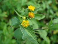 Bidens pilosa plant with green foliage and distinctive flower heads