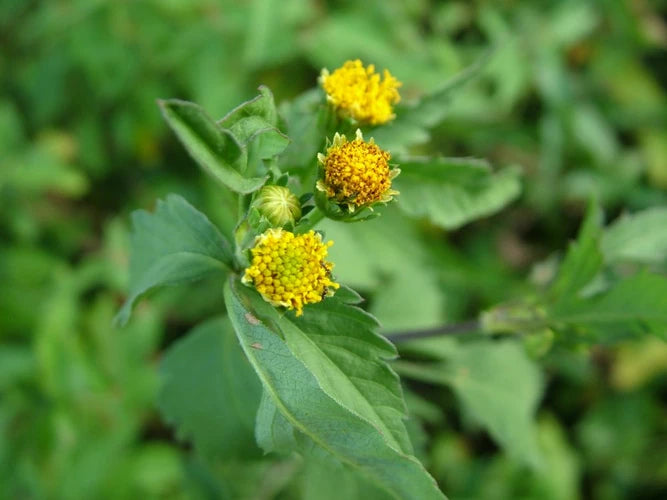 Bidens Pilosa Seeds for Home Gardening, Botanical Planting, and Diverse Garden Spaces