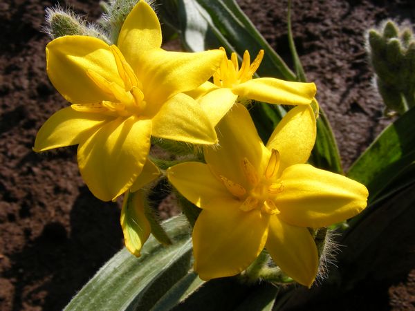 African Star Seeds – Hypoxis hemerocallidea for Ornamental Gardens