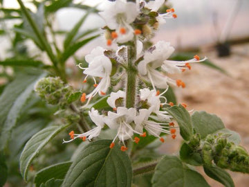 Kilimanjaro Basil Ocimum kilimandscharicum Seeds for Garden Planting and Herb Collections
