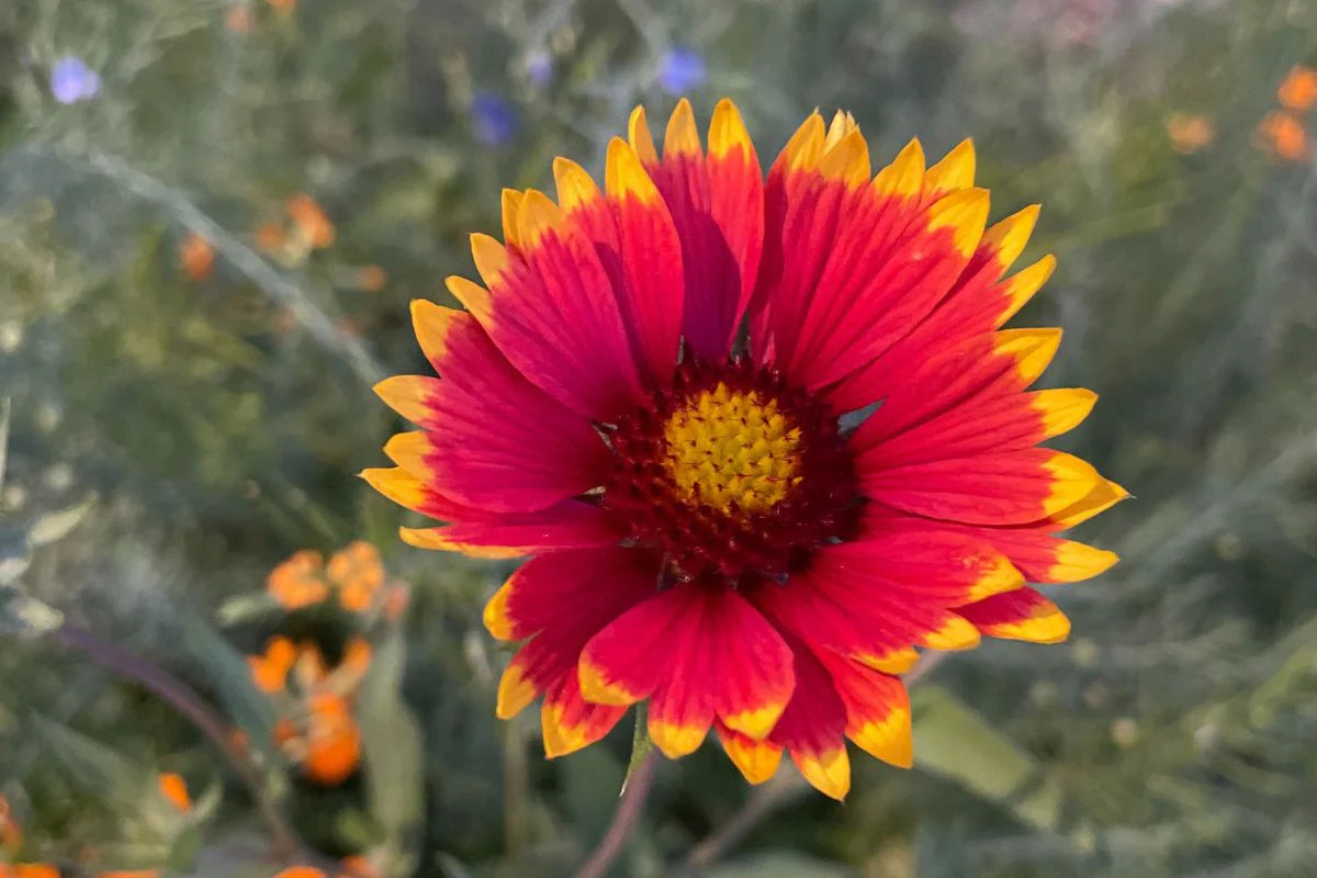 Blanket Flower Gaillardia – Hardy Garden Flower Seeds