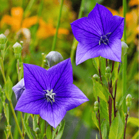 Balloon Flower Platycodon Grandiflorus – Blue Garden Flower Seeds