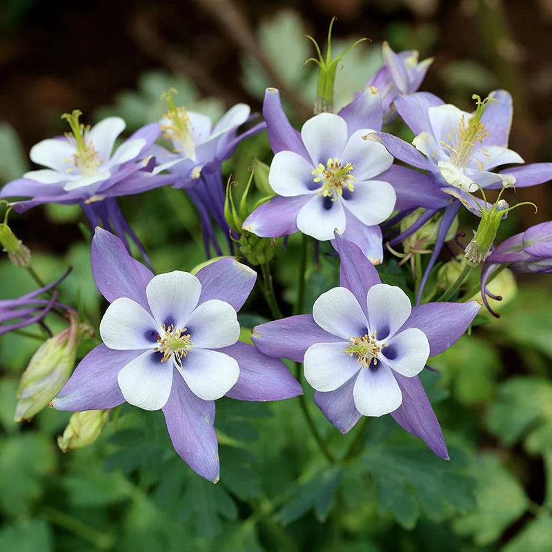 Blue Rocky Mountain Columbine – Hardy Wildflower Seeds