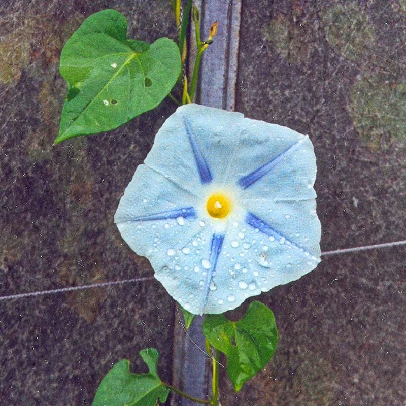 Flying Saucers Morning Glory Ipomoea tricolor climbing flower seeds