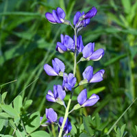 Blue Wild Indigo Flower Seeds – Baptisia australis for Natural Landscape Growing