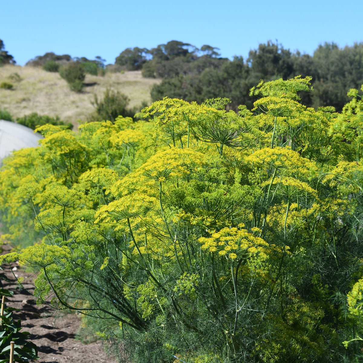 Bouquet Dill Anethum graveolens culinary herb planting seeds