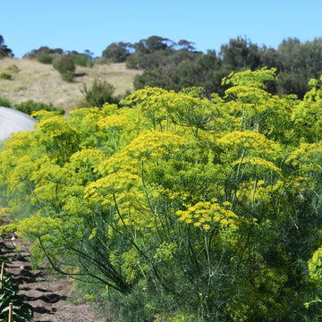 Bouquet Dill Anethum graveolens culinary herb planting seeds