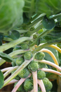 Brussels Cabbage – Hardy Vegetable Seeds