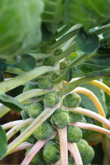 Brussels Cabbage – Hardy Vegetable Seeds