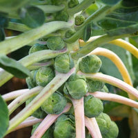 Brussels Sprouts – Hardy Vegetable Seeds
