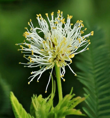 Illinois Bundleflower – Native Wildflower Garden Seeds