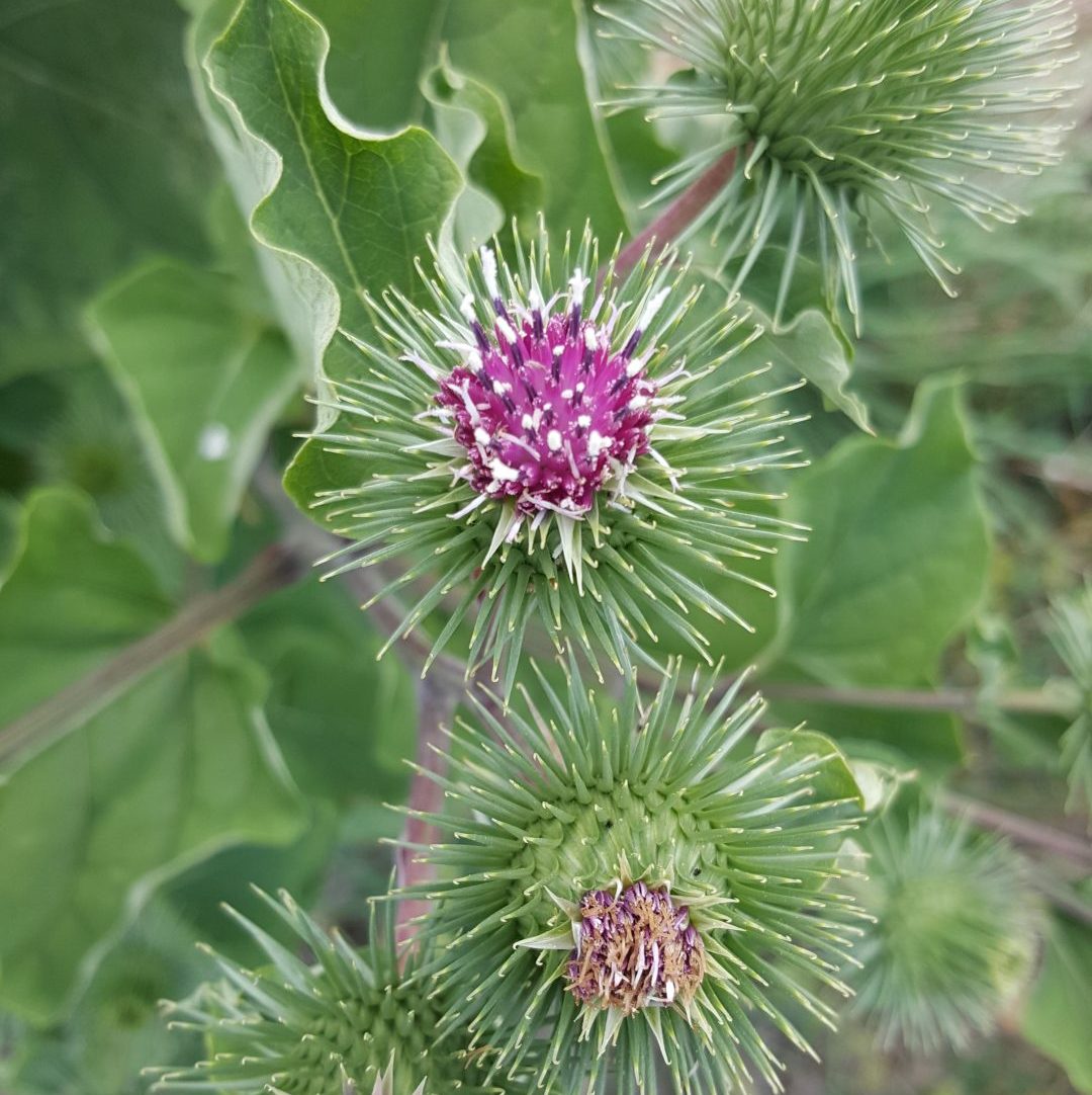 Japanese Gobo Burdock Arctium lappa plant with broad green heart-shaped leaves and long brown edible taproots harvested from a vegetable garden