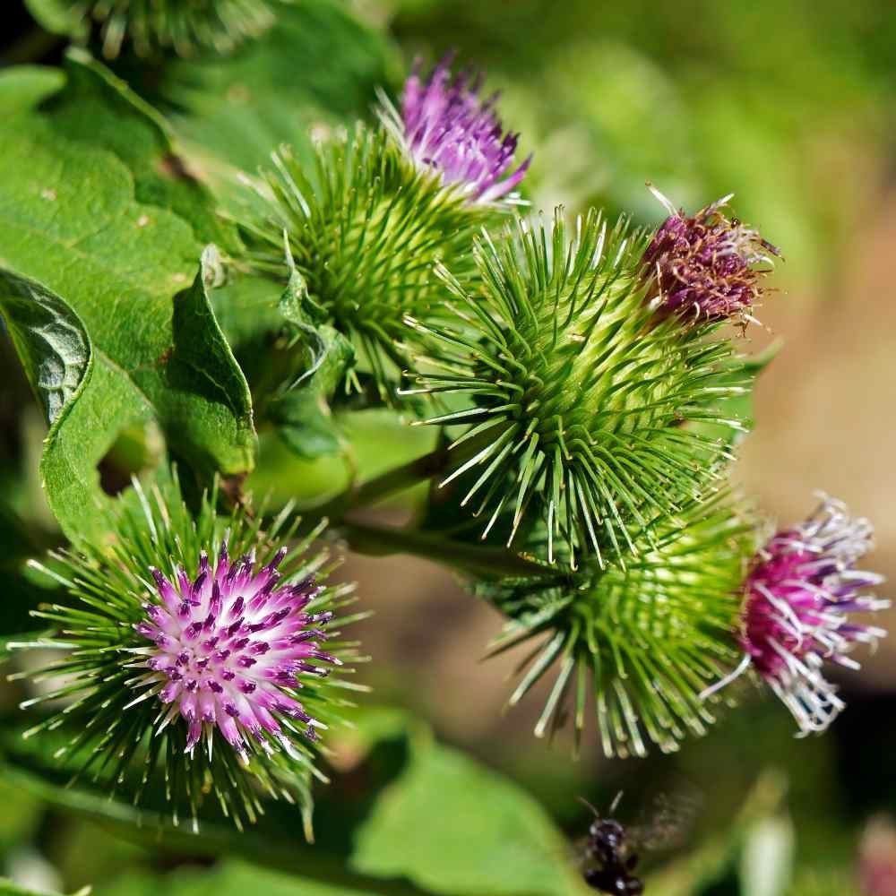 Gobo Burdock Seeds – Japanese Root Vegetable for Home Gardens