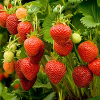Strawberry Streaks Japanese Garden Fruit Seeds