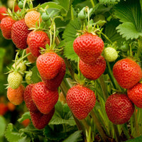 Everbearing Strawberry – Vegetable Seeds