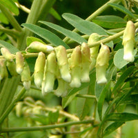 Ku Shen Herb Seeds – Sophora flavescens Seeds for Planting
