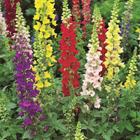 Snapdragon Antirrhinum Lucky – Colorful, Annual Flower Seeds