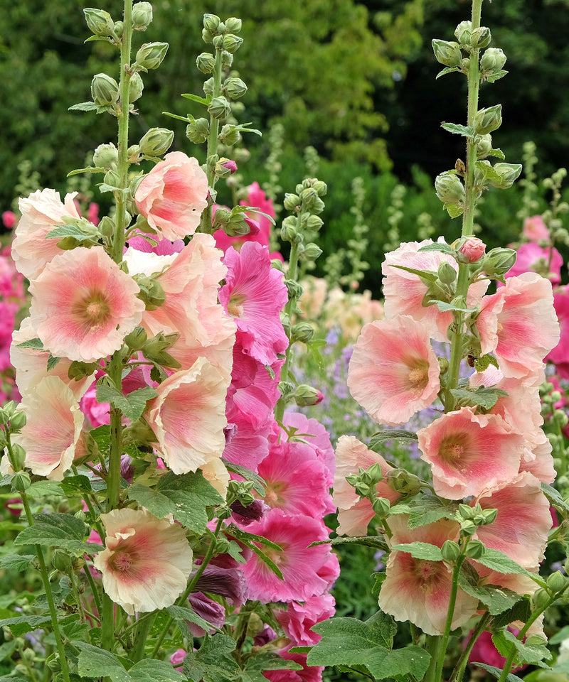 Pastel Hollyhock Alcea rosea flowering plants with tall upright stems, broad green foliage, and soft pastel-colored blossoms