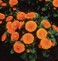 Bright orange Calendula officinalis flowers growing in a garden