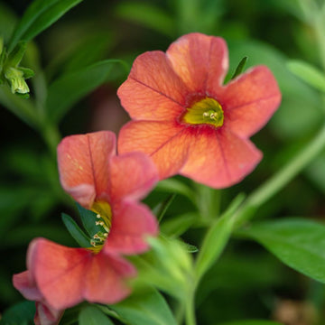 Colorbust Chocolate Calibrachoa Seeds Rich Brown-Gold Blooms Trailing Plant
