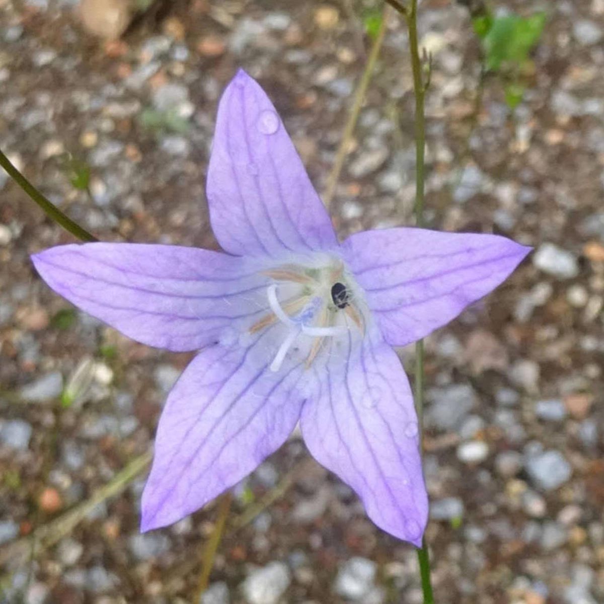 Rapunzel Rampion Seeds – Campanula rapunculus Planting Seeds