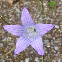 Rapunzel Rampion Seeds – Campanula rapunculus Planting Seeds