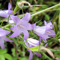 Campanula rapunculus Seeds – Rapunzel Rampion Garden Plant Seeds