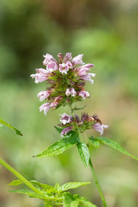 Cedronella canariensis Balm of Gilead seeds for herb gardening