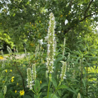 Giant Yellow Hyssop Seeds, Agastache nepetoides for Flower Gardens