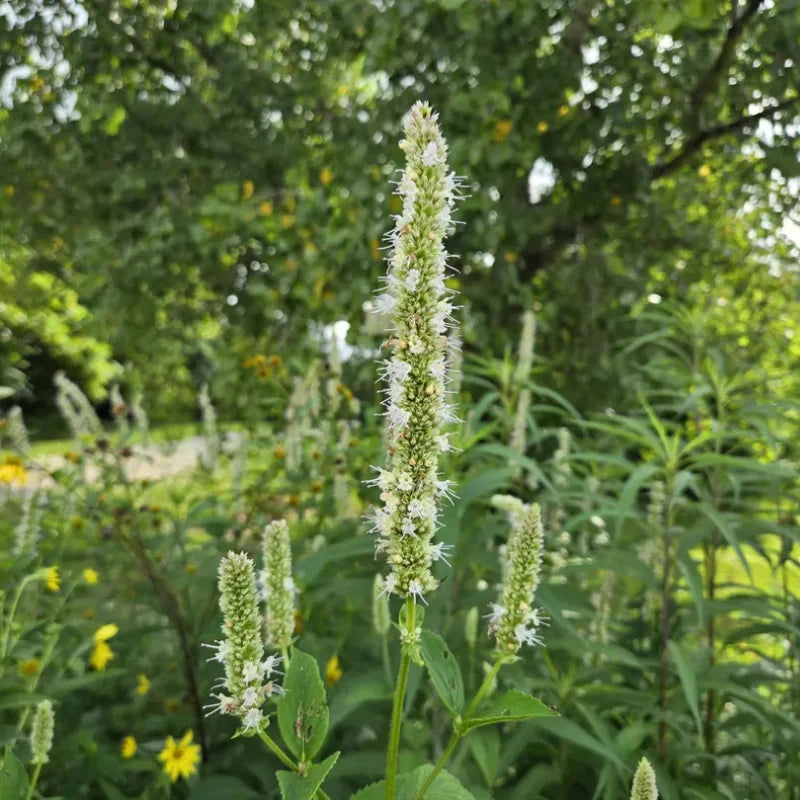 Giant Yellow Hyssop Seeds, Agastache nepetoides for Flower Gardens
