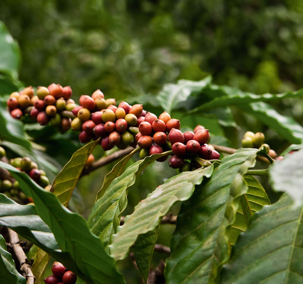 Coffea arabica var. typica Ethiopian Coffee plant seeds for gardening